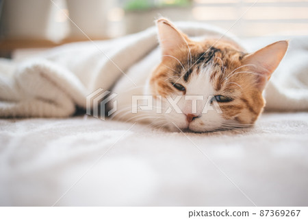 時尚的內飾和可愛的貓 87369267