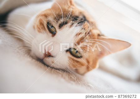 Fashionable interior and cute cat 87369272