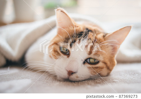 Fashionable interior and cute cat 87369273