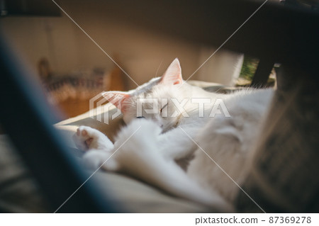 時尚的內飾和可愛的貓 87369278