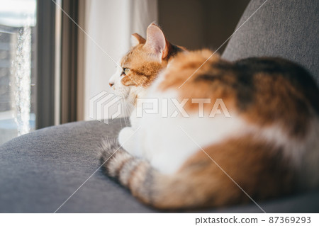 Fashionable interior and cute cat Fashionable interior and cute cat 87369293
