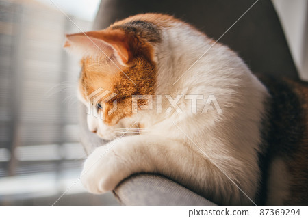Fashionable interior and cute cat Fashionable interior and cute cat 87369294