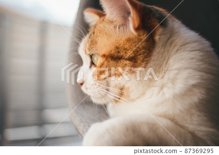 Fashionable interior and cute cat Fashionable interior and cute cat 87369295