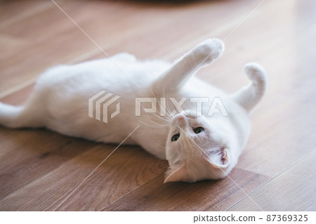 Fashionable interior and cute cat Fashionable interior and cute cat 87369325