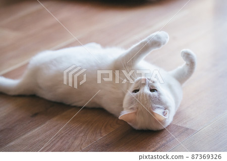 Fashionable interior and cute cat Fashionable interior and cute cat 87369326