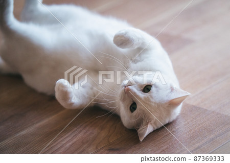 時尚的內飾和可愛的貓 時尚的內飾和可愛的貓 87369333