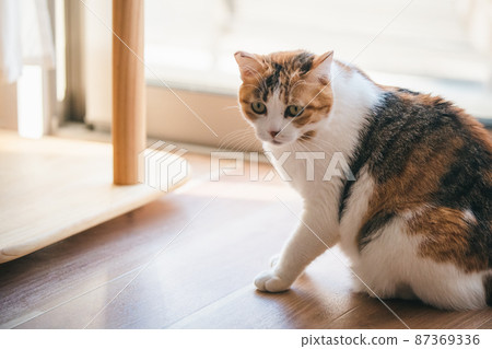 Fashionable interior and cute cat 87369336