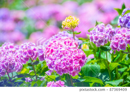 西方繡球花 87369409