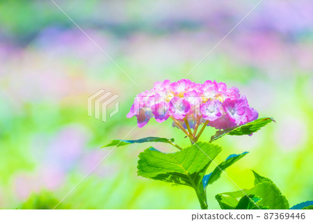 Western hydrangea 87369446
