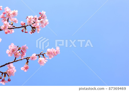 藍天和河津櫻花 87369469