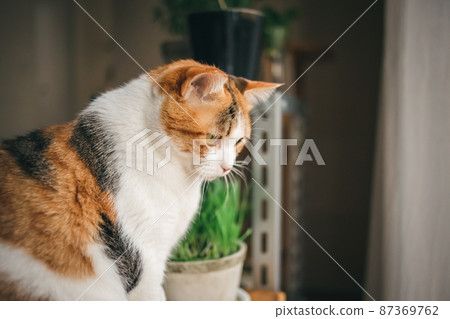 Fashionable interior and cute cat Fashionable interior and cute cat 87369762
