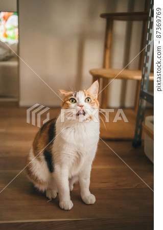 Fashionable interior and cute cat Fashionable interior and cute cat 87369769