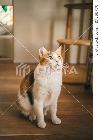 Fashionable interior and cute cat Fashionable interior and cute cat 87369770