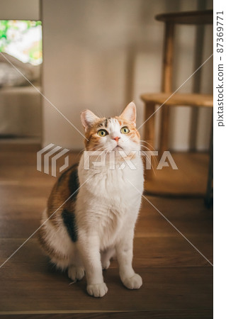 Fashionable interior and cute cat Fashionable interior and cute cat 87369771