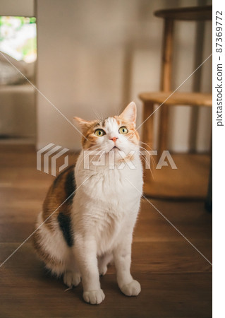 Fashionable interior and cute cat Fashionable interior and cute cat 87369772