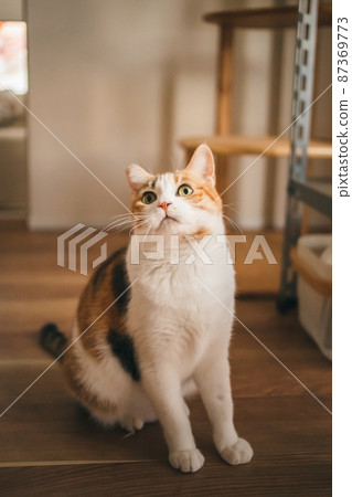 Fashionable interior and cute cat Fashionable interior and cute cat 87369773