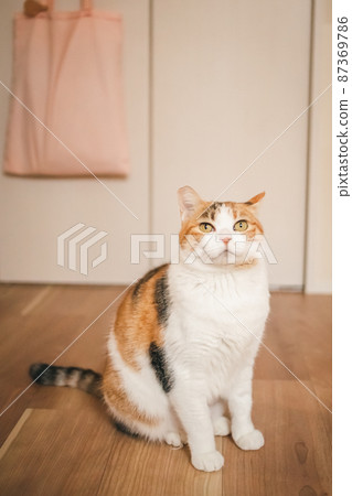 Fashionable interior and cute cat Fashionable interior and cute cat 87369786