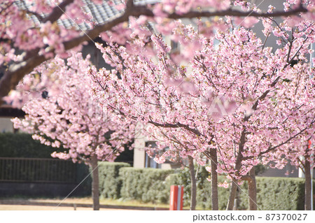 河津櫻花盛開 河津櫻花盛開 87370027