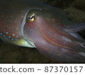 Closeup with the colorful Giant Cuttlefish during the leisure dive in Tunku Abdul Rahman Park, Kota Kinabalu, Sabah. Malaysia,  87370157