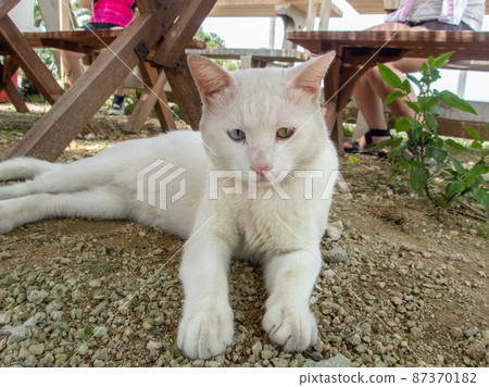 Odd-eyed cat relaxing under the table 87370182