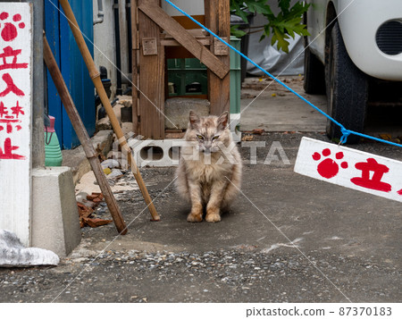 A cat that threatens not to come in 87370183