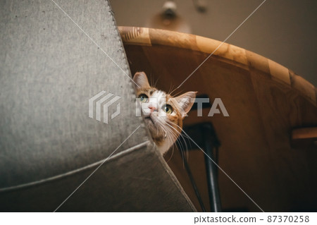 Fashionable interior and cute cat Fashionable interior and cute cat 87370258