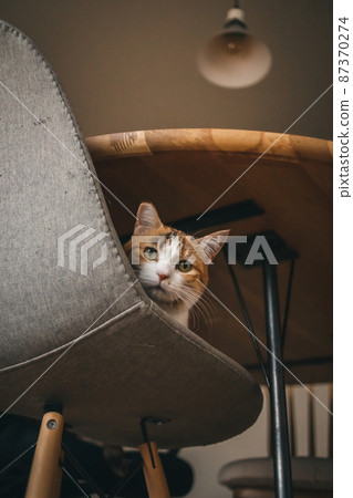 Fashionable interior and cute cat 87370274