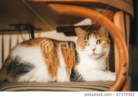 Fashionable interior and cute cat Fashionable interior and cute cat 87370362