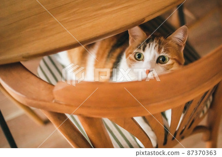 Fashionable interior and cute cat Fashionable interior and cute cat 87370363
