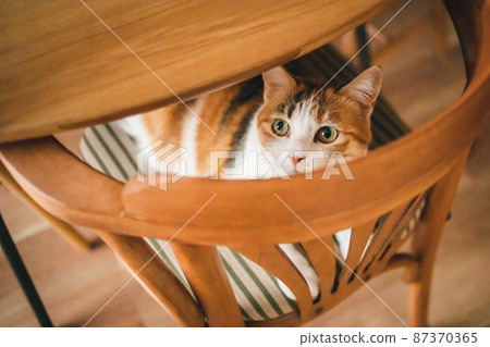 Fashionable interior and cute cat 87370365