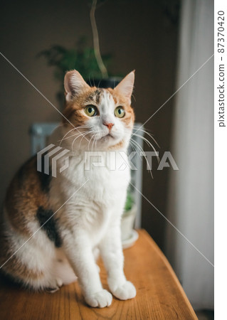 Fashionable interior and cute cat 87370420