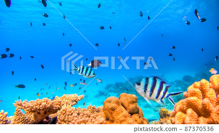 Nishihama Beach underwater photograph of Okinawa Akajima 87370536