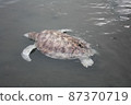 A green turtle died after being struck by a boat propeller that cracked its shell and injured its lungs. Kudat, Sabah. Malaysia, The Land Below The Wind. 87370719