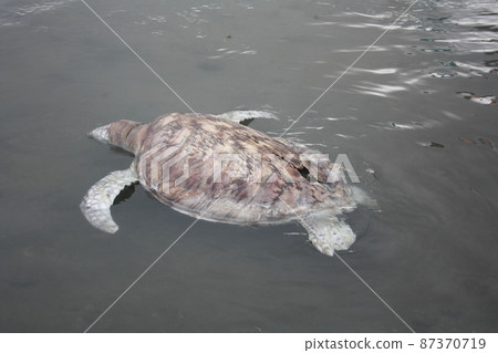 A green turtle died after being struck by a boat propeller that cracked its shell and injured its lungs. Kudat, Sabah. Malaysia, The Land Below The Wind. A green turtle died after being struck by a boat propeller that cracked its shell and injured its lungs. Kudat, Sabah. Malaysia, The Land Below The Wind. 87370719