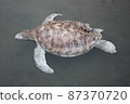 A green turtle died after being struck by a boat propeller that cracked its shell and injured its lungs. Kudat, Sabah. Malaysia, The Land Below The Wind. 87370720