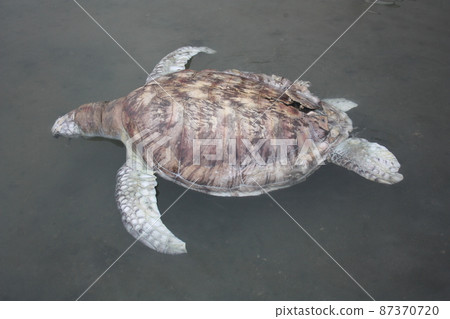 A green turtle died after being struck by a boat propeller that cracked its shell and injured its lungs. Kudat, Sabah. Malaysia, The Land Below The Wind. A green turtle died after being struck by a boat propeller that cracked its shell and injured its lungs. Kudat, Sabah. Malaysia, The Land Below The Wind. 87370720