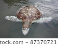 A green turtle died after being struck by a boat propeller that cracked its shell and injured its lungs. Kudat, Sabah. Malaysia, The Land Below The Wind. 87370721