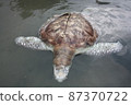 A green turtle died after being struck by a boat propeller that cracked its shell and injured its lungs. Kudat, Sabah. Malaysia, The Land Below The Wind. 87370722