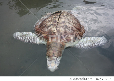 A green turtle died after being struck by a boat propeller that cracked its shell and injured its lungs. Kudat, Sabah. Malaysia, The Land Below The Wind. A green turtle died after being struck by a boat propeller that cracked its shell and injured its lungs. Kudat, Sabah. Malaysia, The Land Below The Wind. 87370722