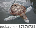 A green turtle died after being struck by a boat propeller that cracked its shell and injured its lungs. Kudat, Sabah. Malaysia, The Land Below The Wind. 87370723