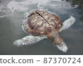 A green turtle died after being struck by a boat propeller that cracked its shell and injured its lungs. Kudat, Sabah. Malaysia, The Land Below The Wind. 87370724