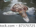 A green turtle died after being struck by a boat propeller that cracked its shell and injured its lungs. Kudat, Sabah. Malaysia, The Land Below The Wind. 87370725