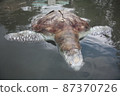 A green turtle died after being struck by a boat propeller that cracked its shell and injured its lungs. Kudat, Sabah. Malaysia, The Land Below The Wind. 87370726