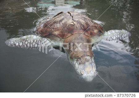 A green turtle died after being struck by a boat propeller that cracked its shell and injured its lungs. Kudat, Sabah. Malaysia, The Land Below The Wind. A green turtle died after being struck by a boat propeller that cracked its shell and injured its lungs. Kudat, Sabah. Malaysia, The Land Below The Wind. 87370726