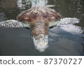 A green turtle died after being struck by a boat propeller that cracked its shell and injured its lungs. Kudat, Sabah. Malaysia, The Land Below The Wind. 87370727