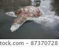 A green turtle died after being struck by a boat propeller that cracked its shell and injured its lungs. Kudat, Sabah. Malaysia, The Land Below The Wind. 87370728