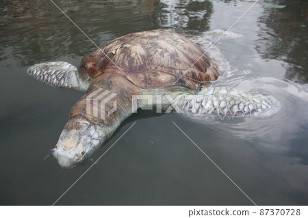 A green turtle died after being struck by a boat propeller that cracked its shell and injured its lungs. Kudat, Sabah. Malaysia, The Land Below The Wind. A green turtle died after being struck by a boat propeller that cracked its shell and injured its lungs. Kudat, Sabah. Malaysia, The Land Below The Wind. 87370728