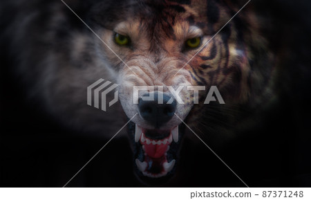 Half tiger and wolf portrait collage 87371248