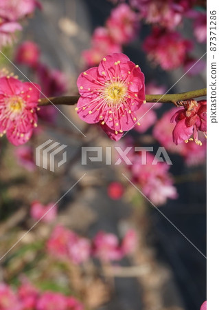 Plum blossom  87371286