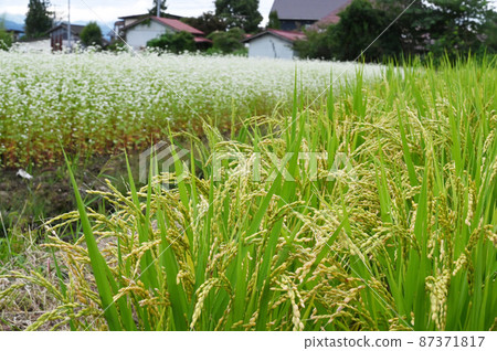 稻穗和蕎麥花 稻穗和蕎麥花 87371817